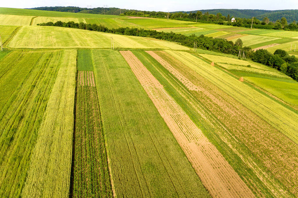 Aerial view of green agricultural fields in spring with fresh vegetation after seeding season on a warm sunny day. - Zdjęcie, obraz