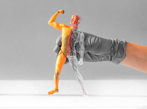 Human body 3d model with muscular and circulatory anatomical systems in hand - 写真・画像