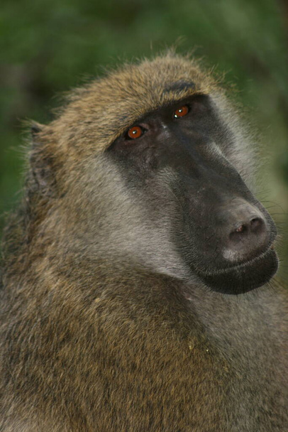 Close-up portrait of  a Chacma Baboon (Papio ursinus) looking directly into camera in Victoria Falls, Zambia. - Photo, Image