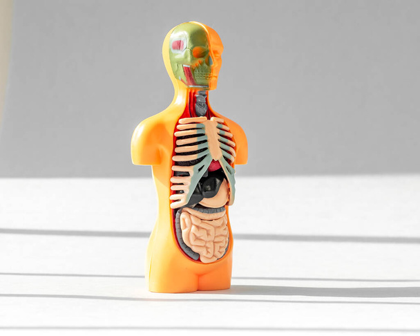 3d human model with inner organs inside, ribs, intestine, lungs, stomach. Medical anatomical concept - Foto, Bild