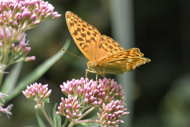 Primer plano o macro de un insecto en forma de mariposa sobre una flor rosa - Foto, Imagen