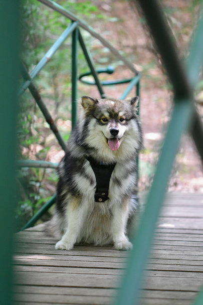 Portret van een jonge Finse Lapphund hond zittend in het midden van een kleine brug - Foto, afbeelding