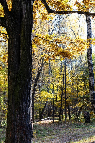 starý dubový kmen a stezka v lesích městského parku za slunečného podzimního dne - Fotografie, Obrázek