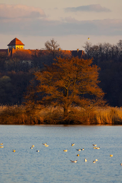 Castillo de Jaroslavice con estanque, región de Znojmo, sur de Moravia, República Checa - Foto, Imagen