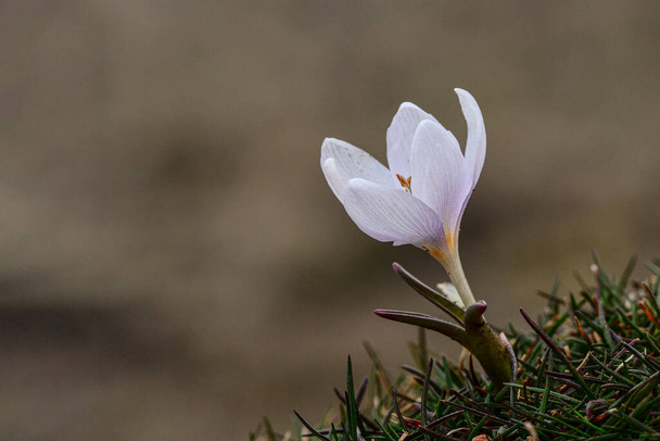 Natural and wild flowers - Colchicum triphyllum - Photo, Image