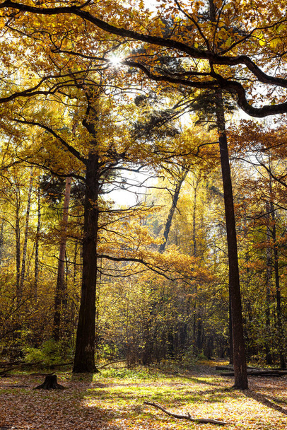 yellowing oak trees on meadow in sunlit forest on city park on sunny autumn day - Valokuva, kuva