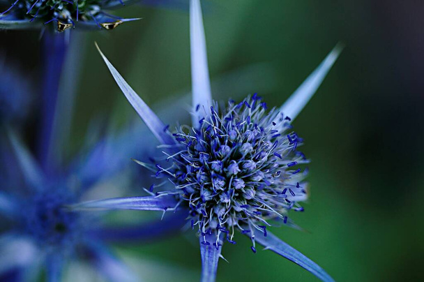 Natural and wild flowers - Eryngium bourgatii or glaciale. - Photo, Image