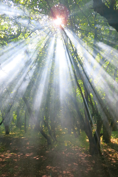 rayons du soleil dans la forêt - Photo, image