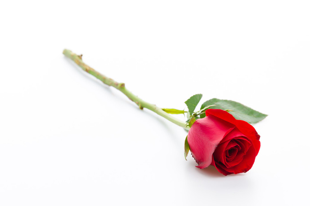 Vörös rózsa - Fotó, kép