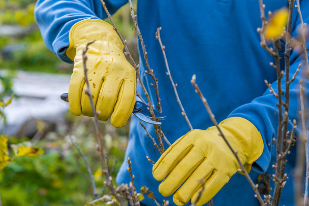 Pruning currant bushes in autumn. Garden work. The pruner in the hands of the gardener. - Photo, Image
