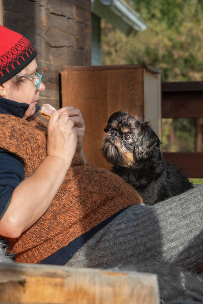 Собака, бельгийский Грифон, просит мистресса угостить, сидя на диване на открытой террасе дома - Фото, изображение