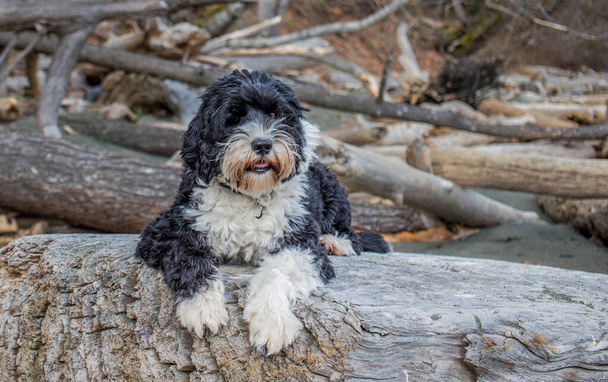 Portekizli Su Köpeği Lucy Colwood 'daki Royal Beach' te, British Columbia Vancouver Adası 'nda. - Fotoğraf, Görsel