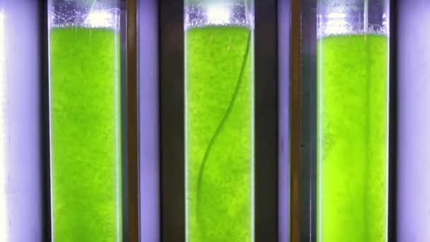 alg yakıt Biyoyakıt Sanayi photobioreactor. - Video, Çekim