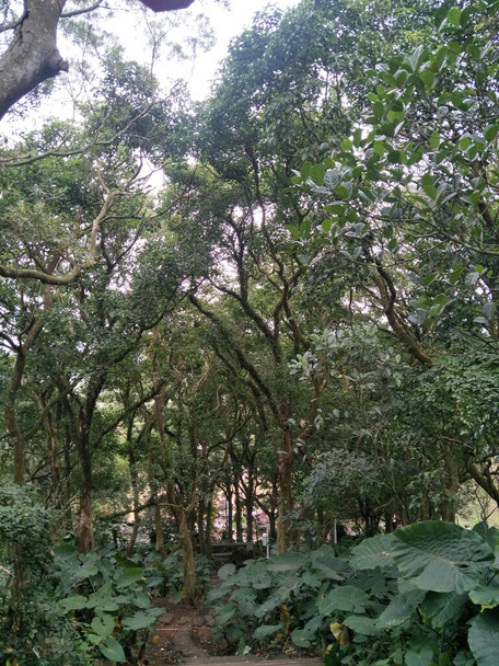 green trees in the forest - Фото, зображення