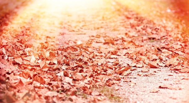 Hojas caídas de otoño iluminadas por la luz del sol
 - Foto, imagen