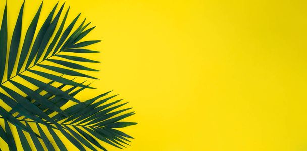 Green leaves of palm tree isolated on yellow background - Foto, imagen
