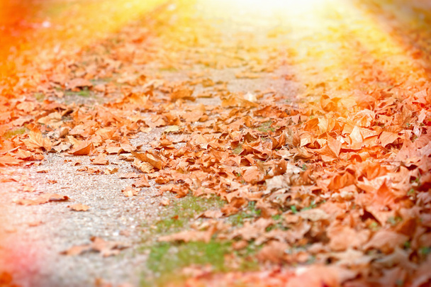 Fallen autumn leaves illuminated by sunlight - Photo, Image