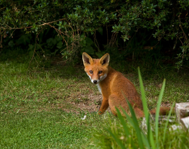 Fox Cub seduta
 - Foto, immagini