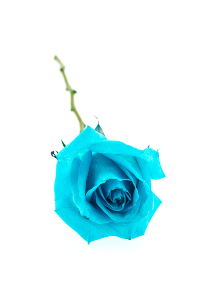 Blue rose - Фото, зображення