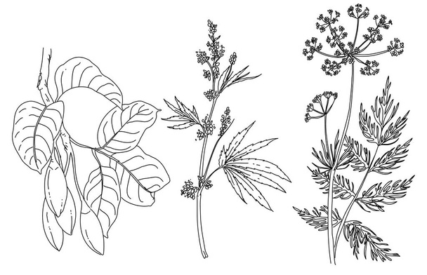 Black and white hand drawn set of a plant - Vettoriali, immagini