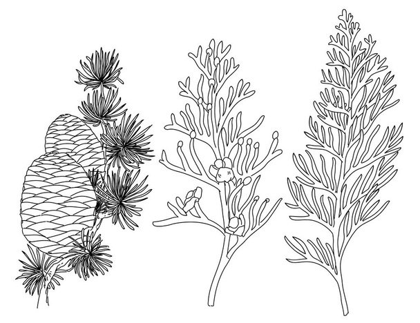 Black and white hand drawn set of flower and plant. Chamaecyparis Obtusa plant. Cedrus Atlantica plant - Vektör, Görsel