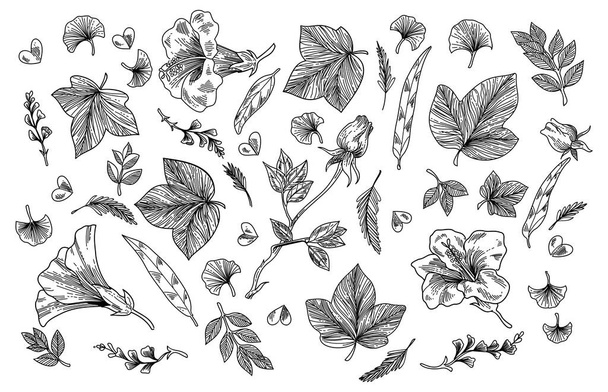 Elemento floral dibujado a mano en blanco y negro - Vector, imagen