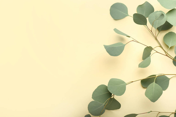 Eukalyptuszweige auf farbigem Hintergrund - Foto, Bild