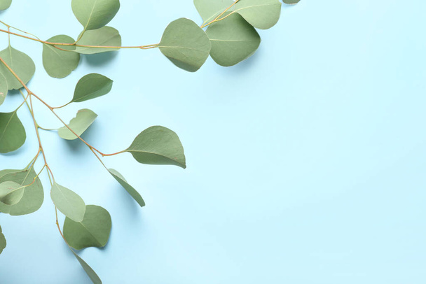 Eucalyptus branches on color background - Foto, imagen