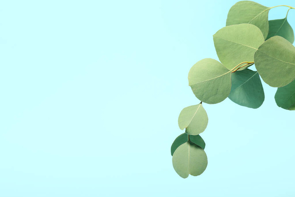 Eukaliptusa liście na tle koloru - Zdjęcie, obraz