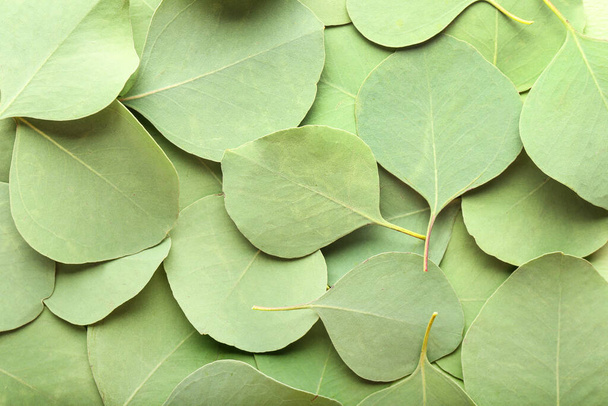 Zelený eukalyptus listy jako pozadí - Fotografie, Obrázek