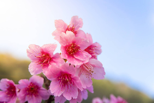 piękny kwiat wiśni, Prunus cerasoides w Tajlandii, Sakura na wysokich górach doi angkhang Chiang Mai. Wiosenne tło i piękne naturalne krajobrazy, Soft focu - Zdjęcie, obraz