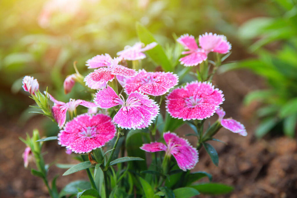 Pink Dianthus flower (Dianthus chinensis) blooming in garden,Sweet flora william blooming petals pink flowers backgroun - Photo, Image