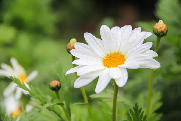 Λευκά λουλούδια μαργαρίτα που αναπτύσσονται στον κήπο, λευκά chamomiles σε πράσινο φόντο γρασίδι. Oxeye daisy, Leucanthemum vulgare, μαργαρίτες, Dox-eye, Κοινές μαργαρίτες - Φωτογραφία, εικόνα