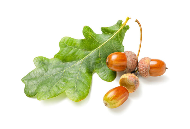 Oak acorns and green leaf on white background - Photo, Image