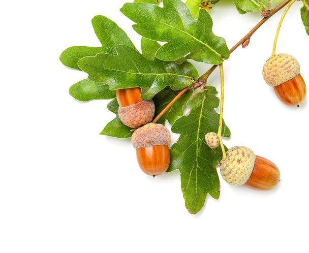 Oak tree branch with acorns and green leaves on white background, closeup - Photo, Image