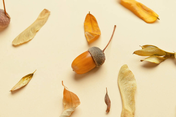 Acorn e foglie secche su sfondo di colore - Foto, immagini