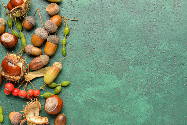 Natural forest decor with acorns on green background, closeup - 写真・画像