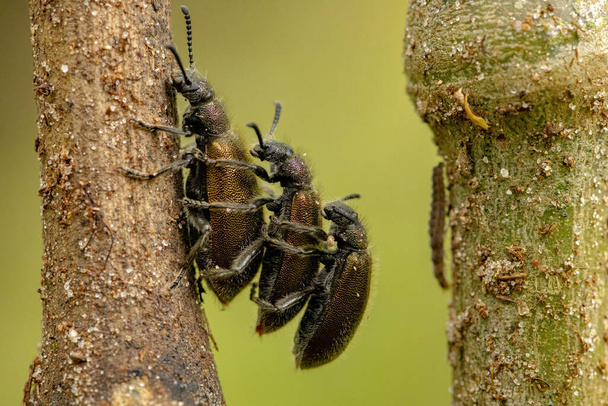 Felnőtt Lagria villosa fajhoz tartozó hosszúízű bogarak - Fotó, kép