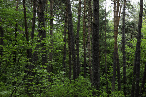 A beautiful green forest with trees and plants - Фото, зображення