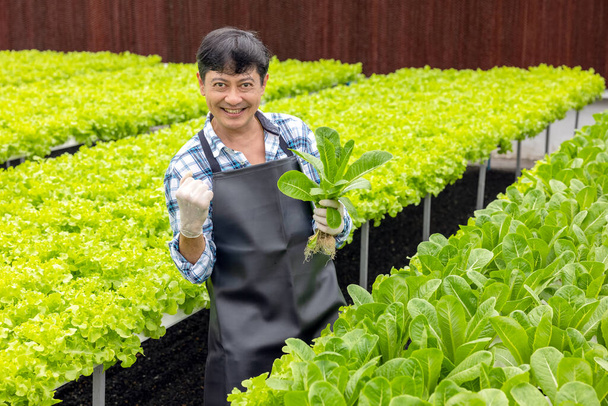 Retrato de un joven agricultor cosechando verduras de la granja hidropónica por la mañana. Hortalizas ecológicas frescas cosechadas - Foto, imagen