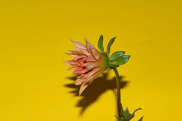 krásná květina na jasném pozadí, letní koncept, zblízka   - Fotografie, Obrázek