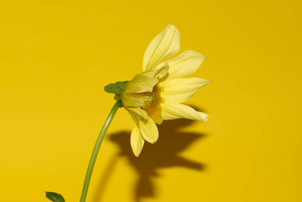 beautiful flower on bright background, summer concept, close view   - Foto, Bild