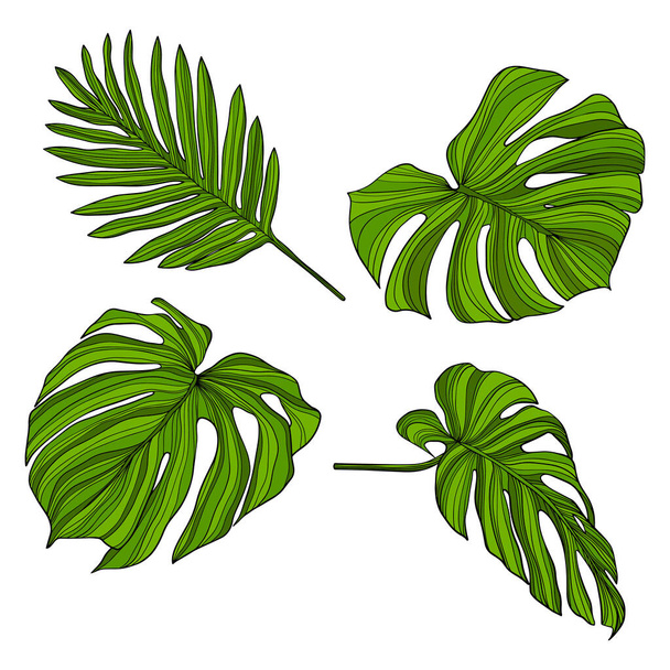 Leaves isolated on white. Tropical leaves. Hand drawn vector illustration. - Vector, Image