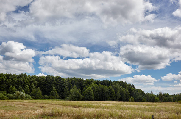 Dense forest against the sky and meadows. Beautiful landscape of a row of trees and blue sky background - Photo, image