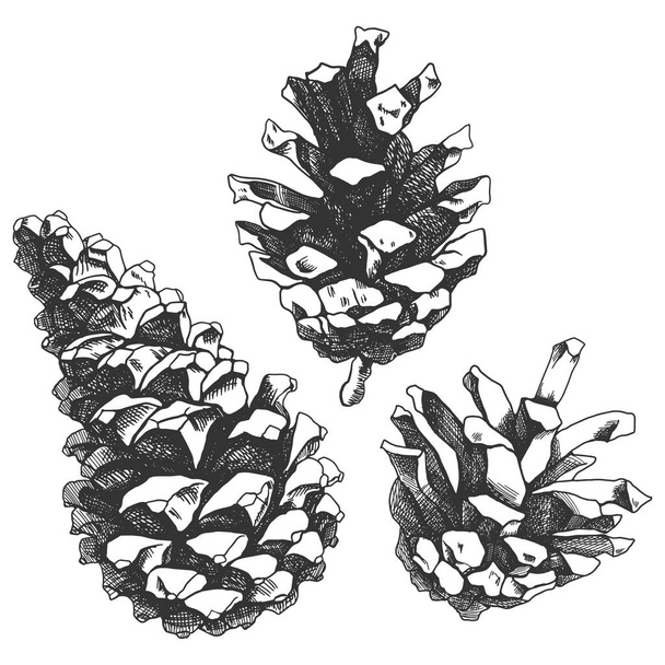 Black and white pine cone illustration - ベクター画像