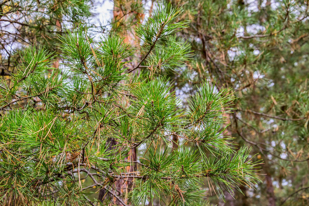Close-up de agulhas de pinheiro na floresta de outono na Rússia Central. Contexto - Foto, Imagem