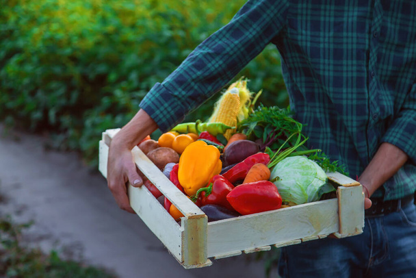 Un agriculteur tient des légumes dans ses mains. Concentration sélective. Produits alimentaires. - Photo, image