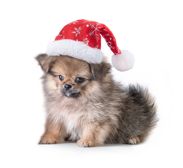 Cute puppy Pomeranian Mixed breed Pekingese dog  in Santa Claus hat for merry Christmas and Happy New Year, isolated on white background. - Fotoğraf, Görsel