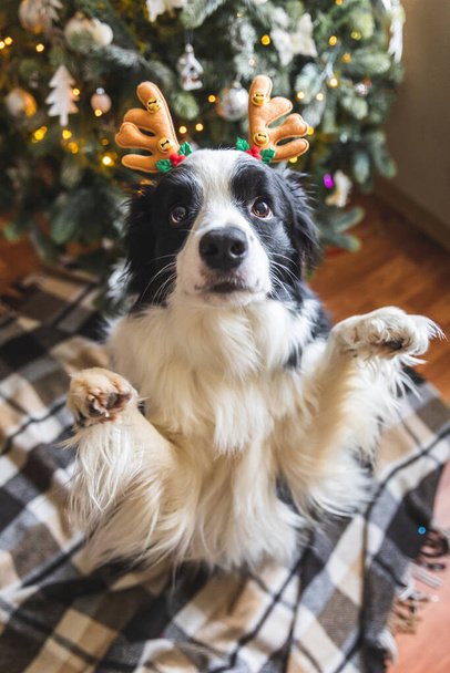 Funny portrait of cute puppy dog border collie wearing Christmas costume deer horns hat near christmas tree at home indoors background. Preparation for holiday. Happy Merry Christmas concept. - Photo, Image