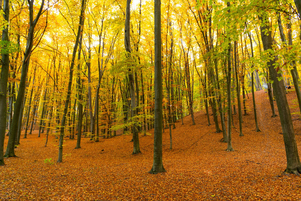 natural beauty. fall season weather. yellow autumn leaf on natural background. - Fotografie, Obrázek